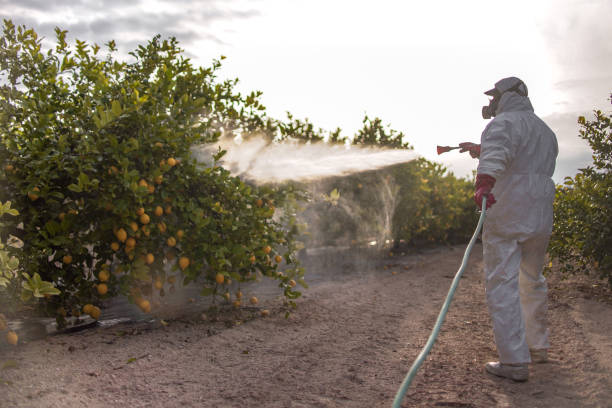 Best Local Pest Control Services  in Citrus City, TX