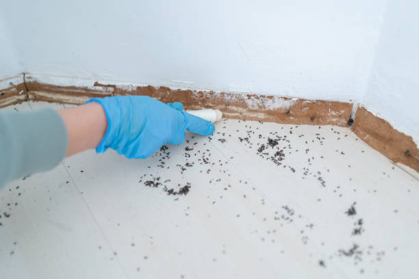 Best Affordable Pest Control Services  in Citrus City, TX